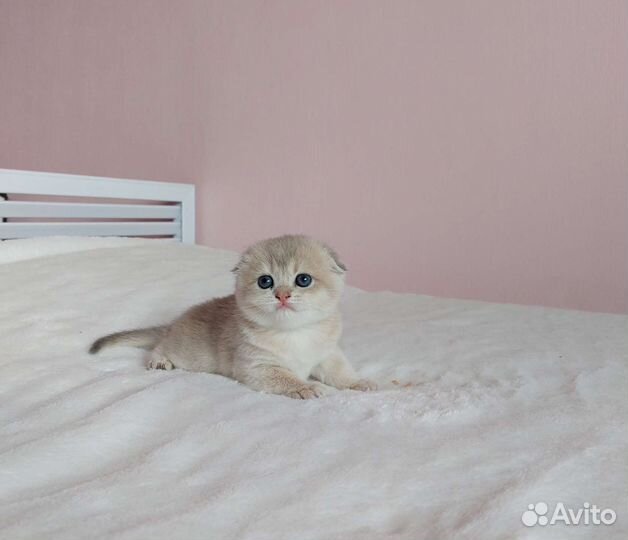 Шотландская девочка