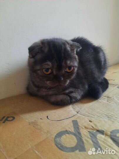 Шотландская скоттиш фолд. Девочка