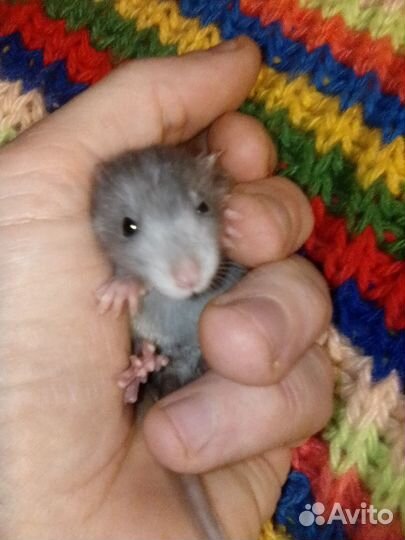 Дамбо Дамбо