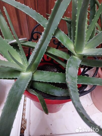 Алоэ вера лечебный