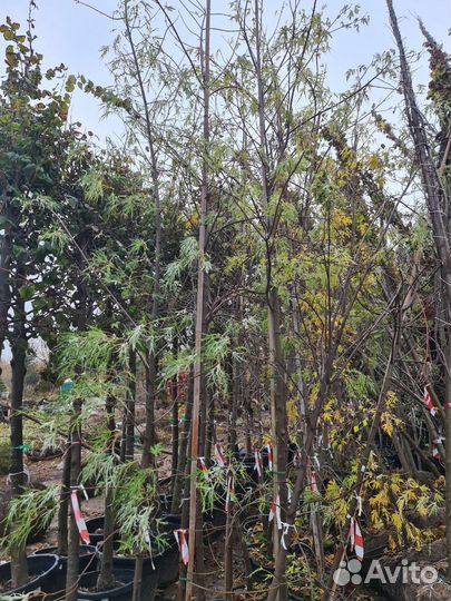 Клен серебристый Лациниатум Виери