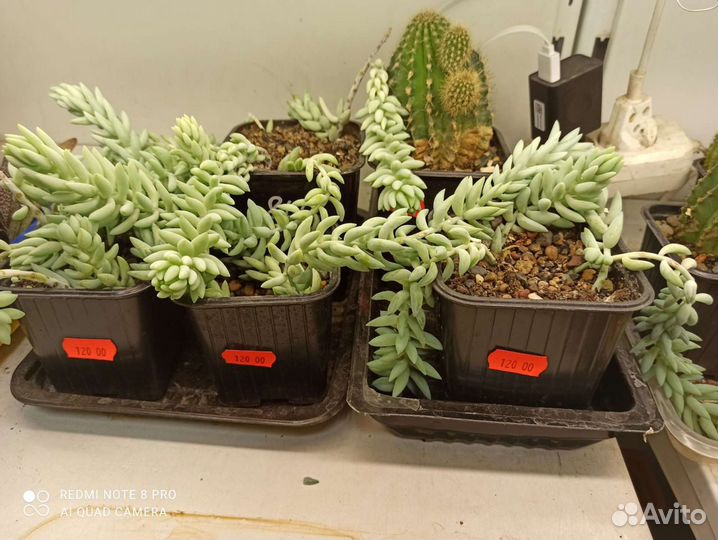 Комнатное растение суккулент Очиток Моргана