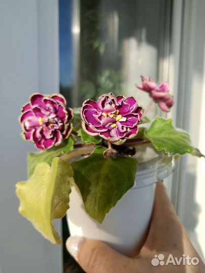 Фиалки цветущие