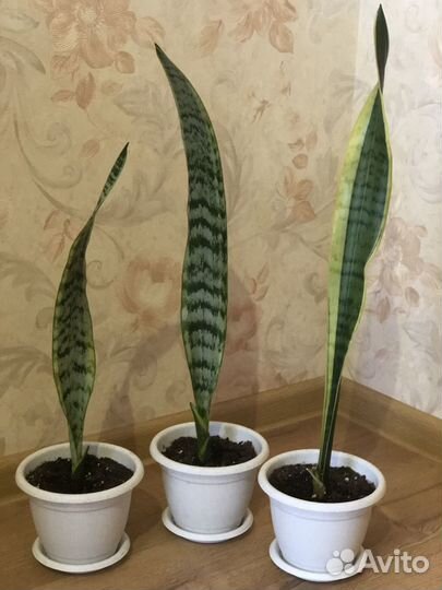 Сансевиерия Лауренти