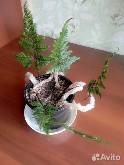 Папоротник давалия