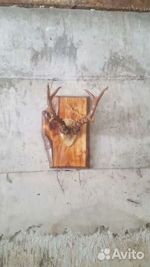 Продам рога косули на красивом срезе