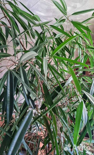 Фикус длиннолистный (Али)