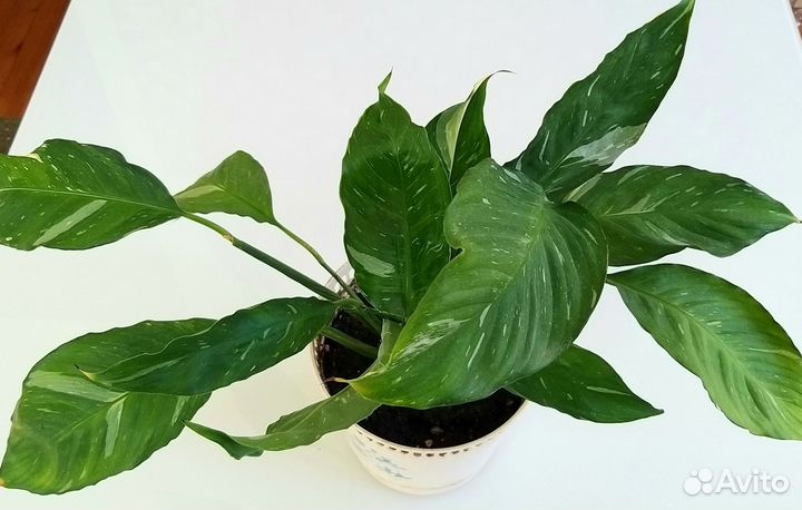 Спатифиллум вариегатный