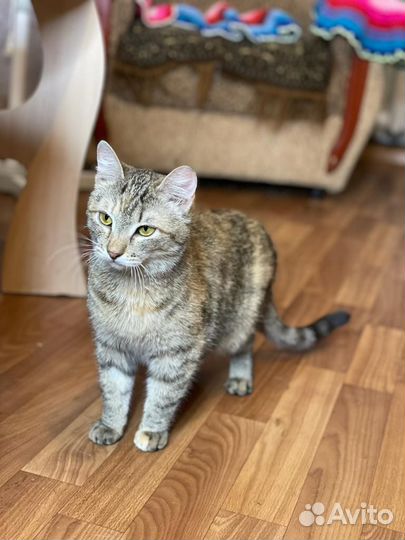 Кошечка стерилизованная