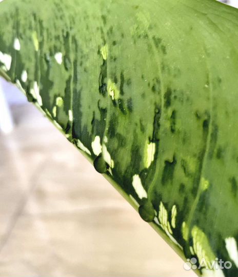 Диффенбахия шкура дракона(dragon scale)