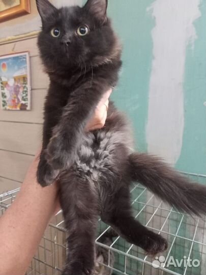 Котята в добрые руки даром