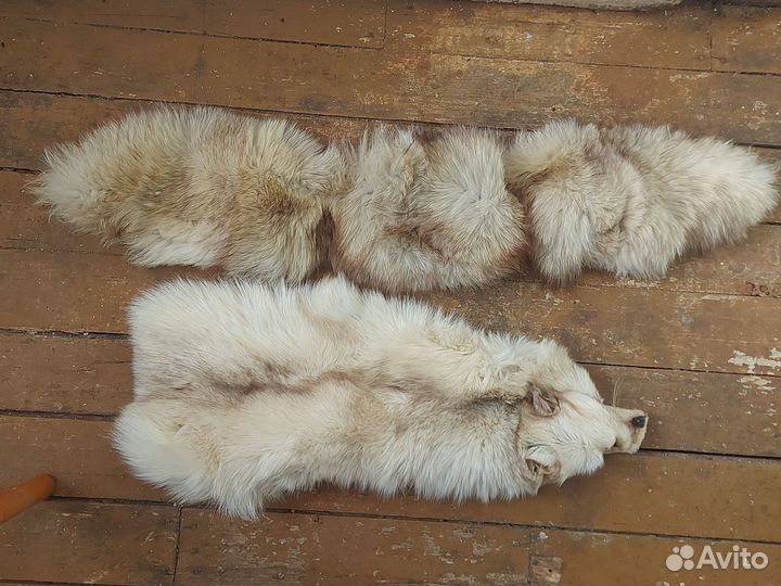 Шкурка песца