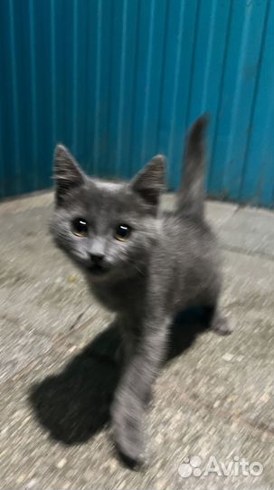 Котёнок ищет дом