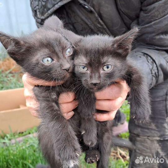 Котята в добрые руки бесплатно