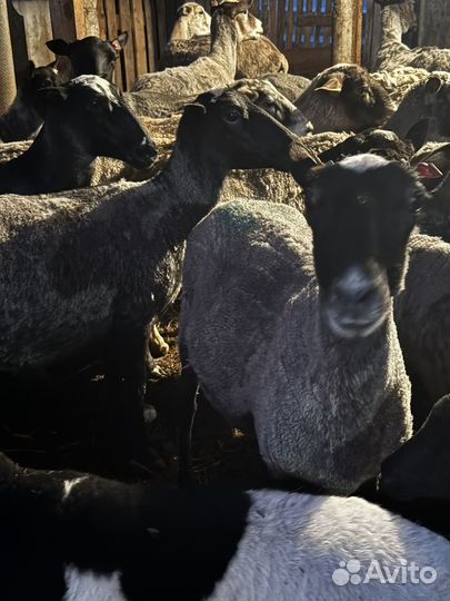 Романовские овцы племенные