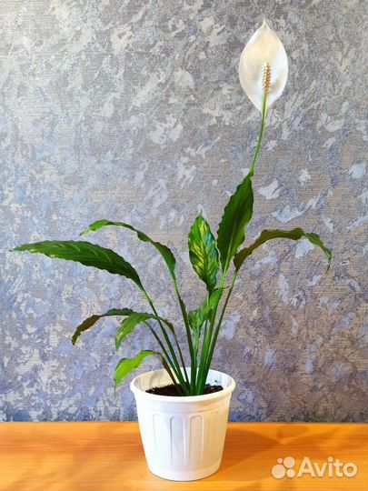 Комнатные цветы