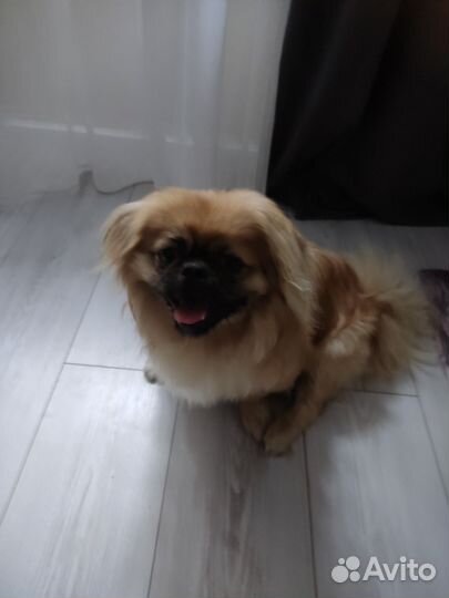 Вязка пекинес