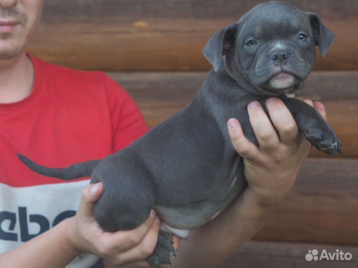 Американский булли покет