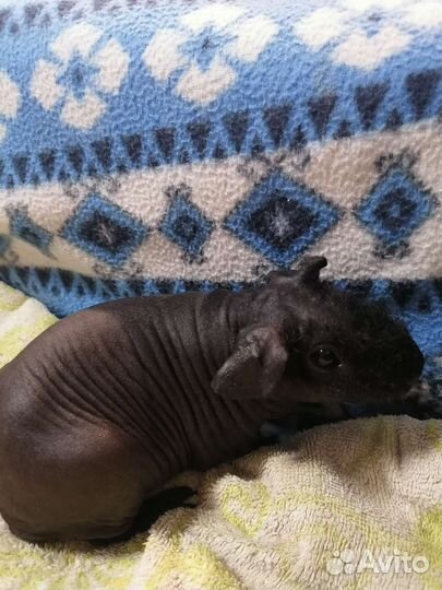 Морская свинка скинни