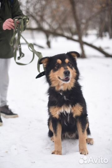 Энергичный Атаман ищет путь домой