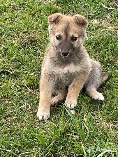 Собака щенок Малявочка