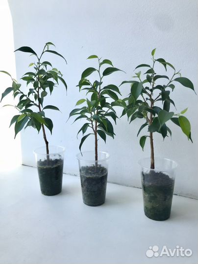 Фикус бенджамина