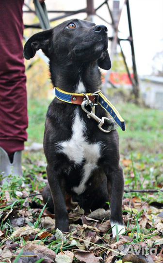 Небольшая собачка ищет дом