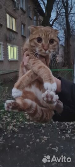 Кошки вислоухие
