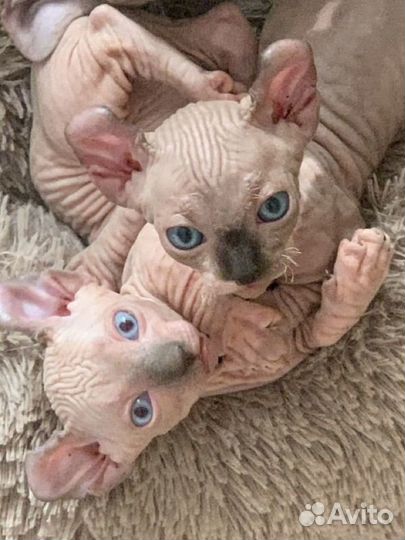 Канадский сфинкс двельф котенок