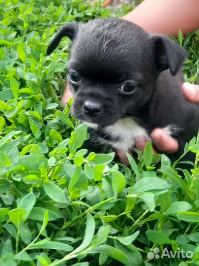 Чишки малышки