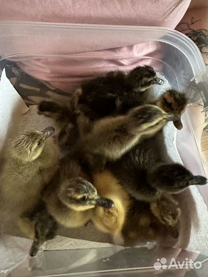 Утята Индийский бегунок