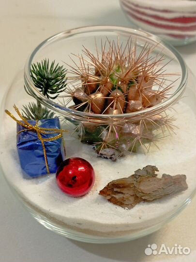 Флорариум,суккуленты, сувениры, подарок