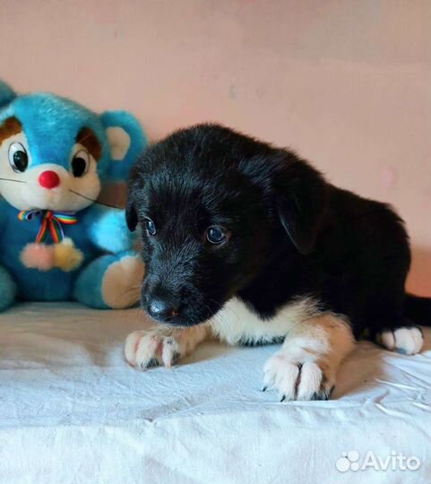 Щенок в добрые руки