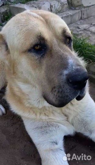 Среднеазиатская овчарка алабай вязка