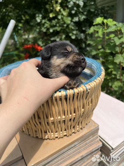 Щенки бесплатно