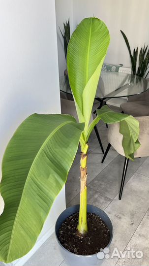 Банановая пальма