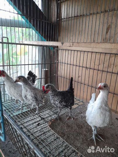Куры молодки