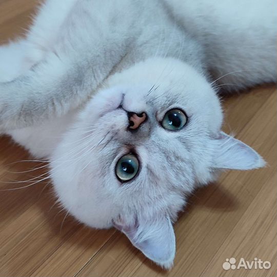 Снежок приглашает на свидание