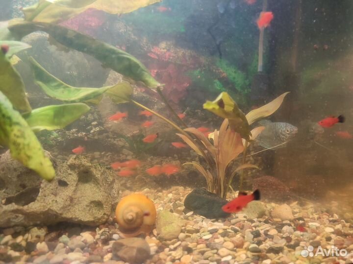 Обмен мальков меченосцев