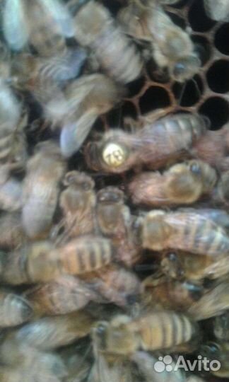 Пчелопакеты