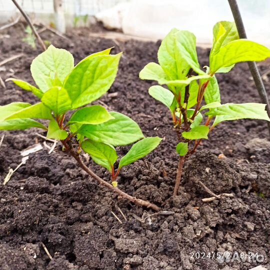 Лимонник китайский саженцы