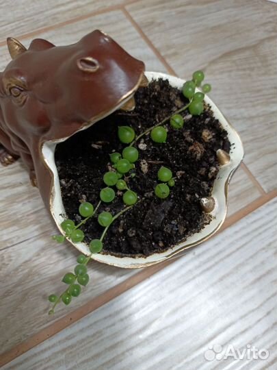 Цветы комнатные