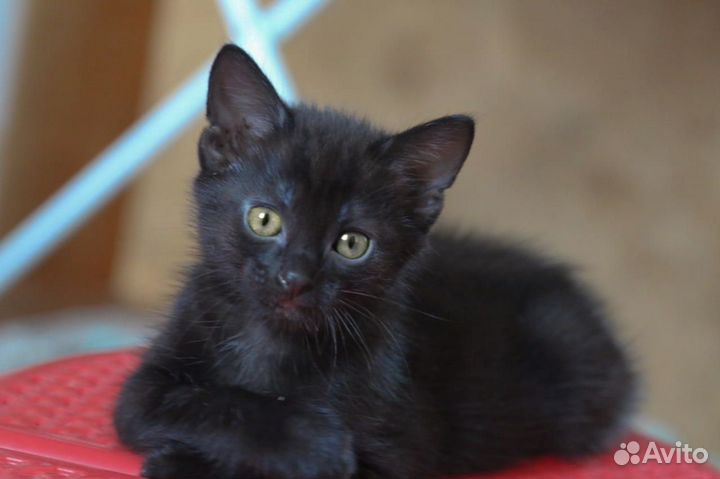 Котенок в дар