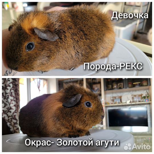 Морские свинки