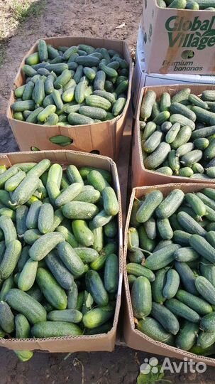 Огурцы оптом и в розницу