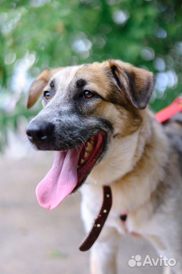 Молодой пёс из приюта мечтает обрести семью