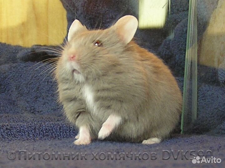 Хомячок с белым галстучком и белыми носочками