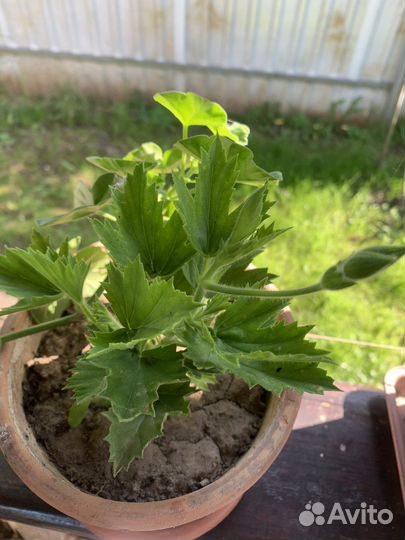 Пеларгония герань