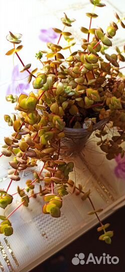 Толстянка в ассортименте