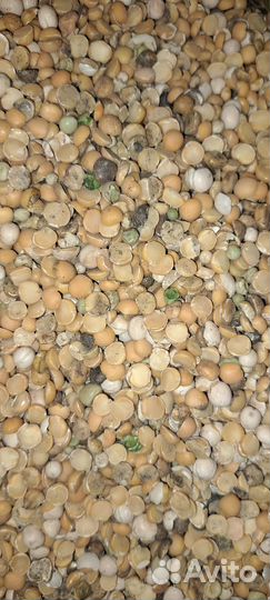 Горох колотый (сечка) некондиция на корм